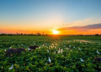 wann-ist-die-beste-zeit-um-tiere-im-pantanal-zu-sehen