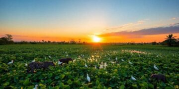 wann-ist-die-beste-zeit-um-tiere-im-pantanal-zu-sehen
