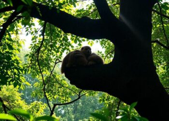 wo-findet-man-riesenschlangen-in-brasilien