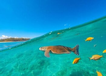 wo-kann-man-meeresschildkroten-in-brasilien-beobachten
