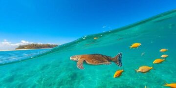 wo-kann-man-meeresschildkroten-in-brasilien-beobachten